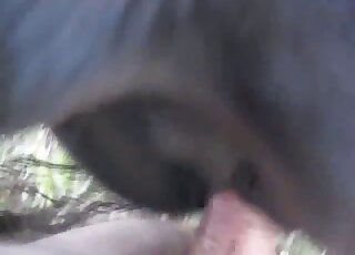 Close-up on horse pussy while it gets slammed by stud's stiff shaft