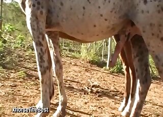 Amateur zoo porn - Close-up on a giant horse dick and mare pussy