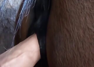 Zoophiliac is using a brand new sex toy on moist horse pussy