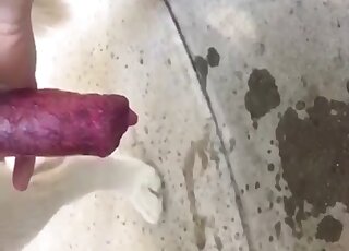 Close-up on a canine cock while it's shooting loads of cum