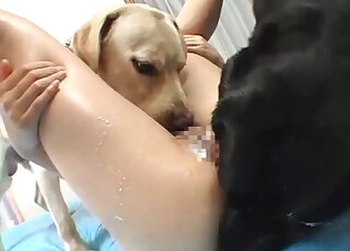 Small tits Japanese chick has licking zoo threesome with Labradors
