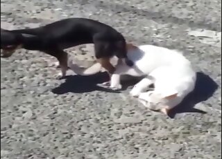 Chihuahua and white cat are locked after animal-on-animal banging