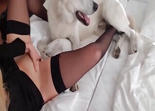 Elegant blonde babe wants to get pussy licked by huge white dog