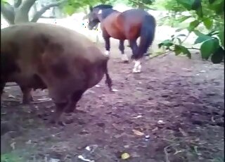 Amateur camera caught zoo sex between male horse and lady pig