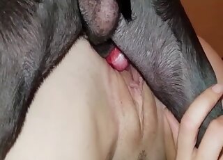 Amateur zoo porn - Girl rubs pussy while getting rammed by dog shaft