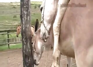 Donkeys get filmed while engaged in animal intercourse on a farm