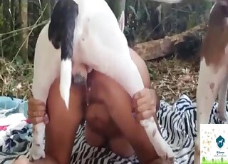 Bull Terrier & Pit Bull do pounding work on Latina girls in zoo 4some
