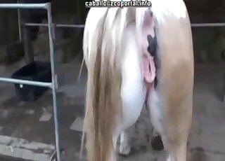 Close-up on pink horse pussy while it's pounded by horny stud