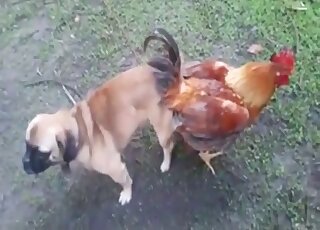 Pet dog in heat has his cock stuck in hot chicken