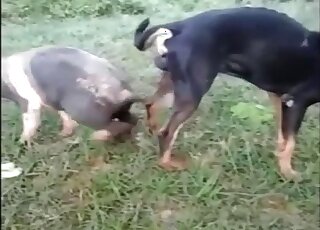 Outdoor animal fucking scene showing a dog that knots a pig or smth