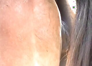 Horse inserting its oversized penis into another horse's wet pussy