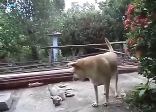 Appealing animal finds another animal to fuck in a kinky outdoor vid