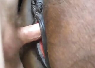 Man films himself deep fucking the horse in merciless rounds