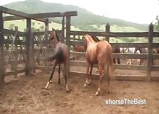 Stallion fucks his female and horny zoo porn lover watches