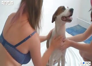 Insolent lesbians crave the dog dick in both their wet pussies