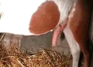 Slut in black stockings receives a hard dong of a horse inside her cunt