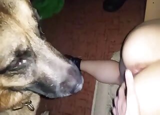 Dog licks naked amateur female's ass in slopy webcam home XXX