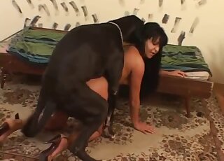 Brunette Latina loads massive dog penis straight into her cunt