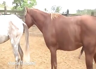 Horses getting ready to fuck makes horny zoo lover wanna join