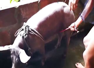 Bitch plays sloppy with the pig's dick in very personal zoo scenes
