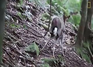 Monkey tries to fuck baby deer while zoo porn lover filming the scene