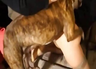 Wife moans with the dog hammering her cunt in homemade zoo porn