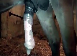 Merciless horny fucks tight cunt of a zoophile during zoo porn in stables