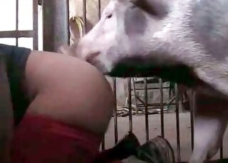 Big pig stuffs its pecker inside nasty dude's ass during wild zoo porn