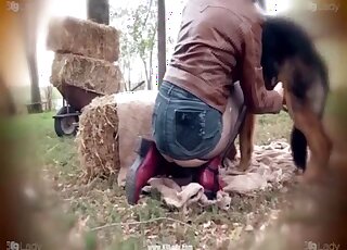 Nice sex scene showing a wet-pussied babe fucking a dog in hay