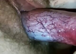 Veiny animal penis slides inside of her tight twat right here