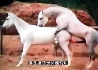 Zoo porn demonstrates passionate sex with horses from various angles