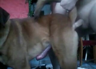 Brown dog with a perfect pussy getting fucked from behind by a dude