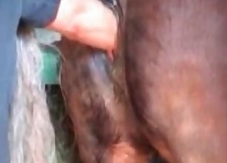 Spoiled slut fists a deep asshole of a horse in a beastiality porn scene