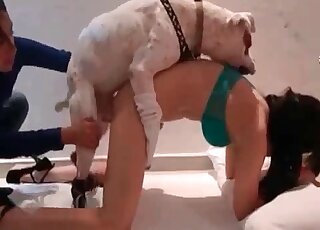 Well-bred dog likes to explore wet pussy of his female master