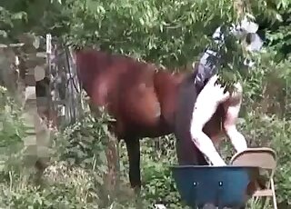 Wild dude stuffs horse’s hole with his erected cock in zoophilia action