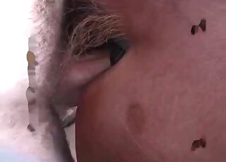 Wild dude stuffs horse’s hole with his erected cock in zoophilia action