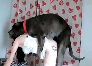 Zoo whore spreads legs in a zoophilia scene to get banged by dog