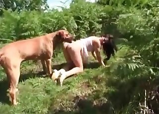 Long-haired bitch tries to tempt a big dog and wanks its long cock