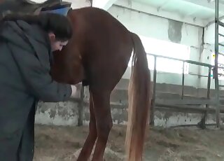 Zoo slut comes to the barn to give an oral job to a big stallion