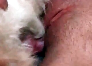 Shaved cunt of a bitch gets penetrated by a cock of a fluffy dog