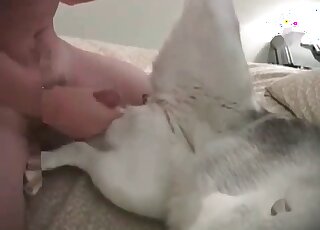 Zoophile guy gives a terrific fuck to his dog on the sofa
