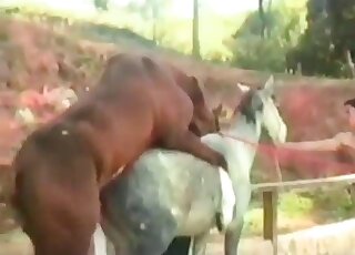 Dudes watch horses fuck and go for them with their hard cocks too