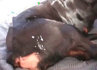 Crazy fellow fucks his dog deep and hard in a missionary position