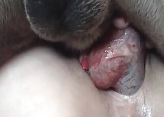 Bitchy mature enjoys deep penetration of her dog’s dick in her pussy