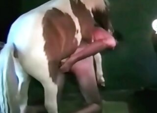 Dude lets his stallion ram his asshole in a wild bestiality porno vid