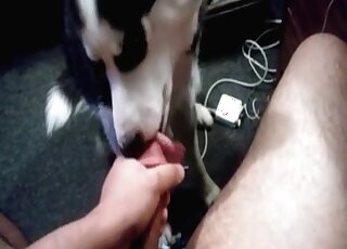 Dog watches a pervert jerk off and licks his dick with pleasure