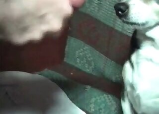 Oversexed zoophile guy cums on his dog’s face making it lick jizz