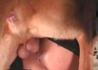 Dog’s cock craving mature slut enjoys hardcore zoo porn sessions