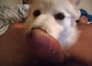 Nice dog licks throbbing cock of a zoophile dude in a zoo porn vid