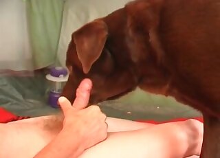 Lonely dude trains his pet dog to lick his body and suck his dick